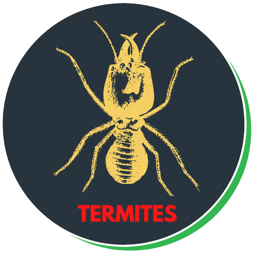 Diagnostic termites dans les Alpes-Maritimes